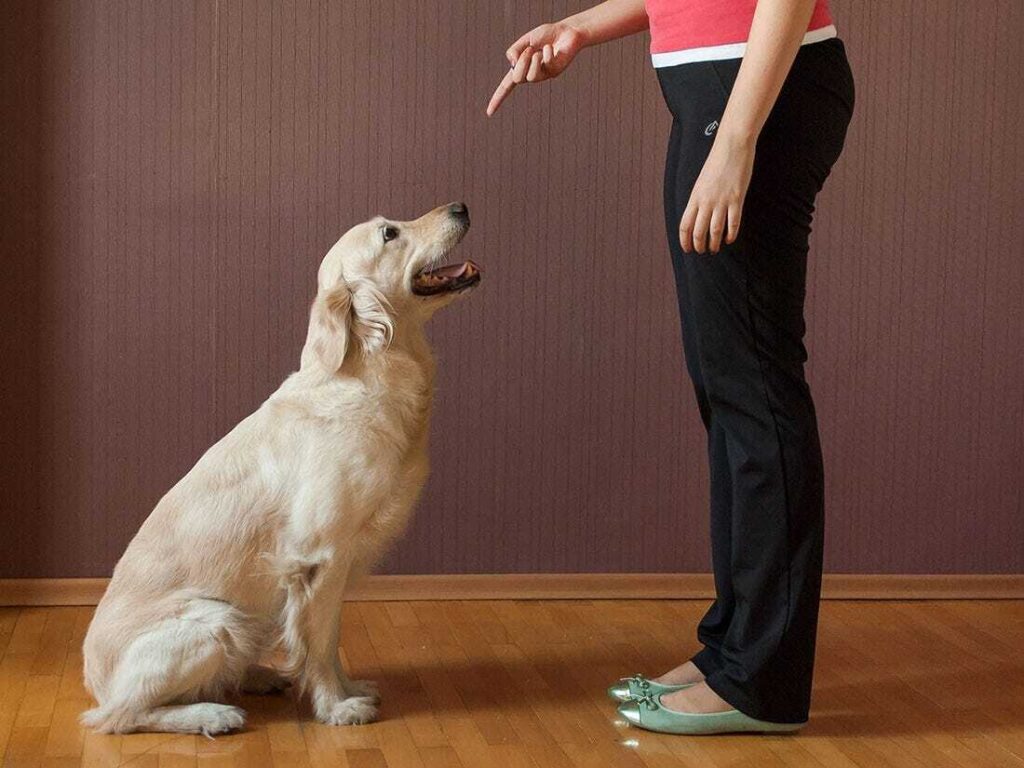 sit dog